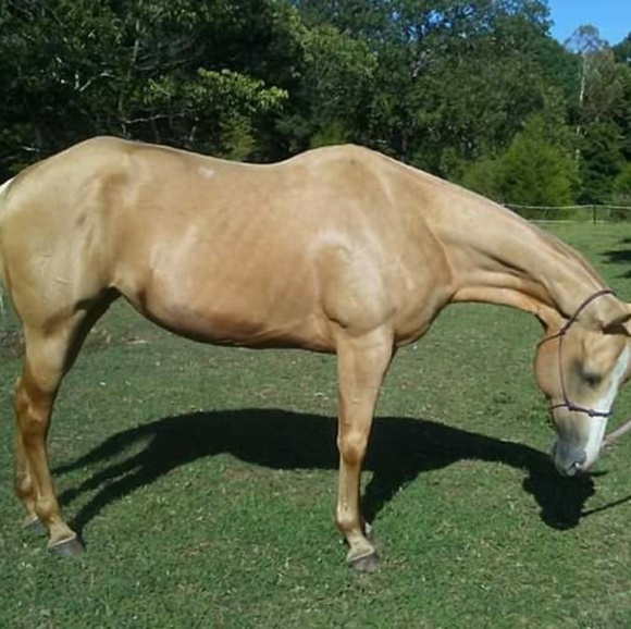 Meet your Posher, Bella - Picture 1 of 1